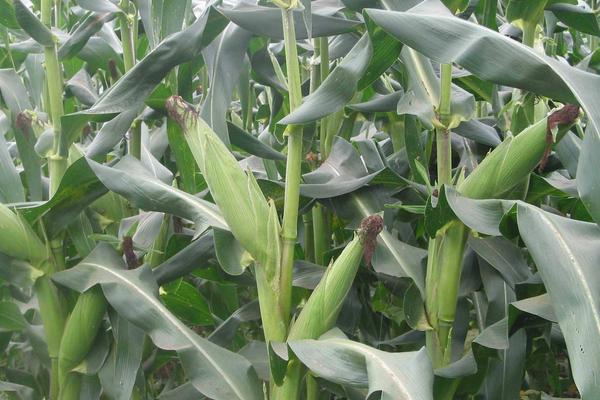 长城208玉米品种简介，密度4500株/亩左右