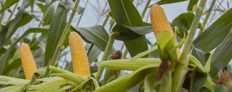高金958玉米种子特点，适宜播种期1月中旬至8月上旬