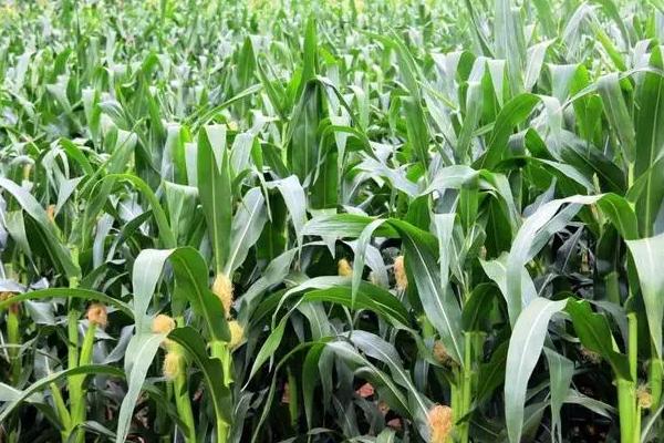 华农689玉米种子特点，密度4500株/亩左右