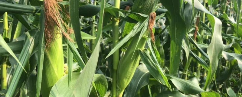 DK1777玉米种子介绍，密度4500－5000株/亩