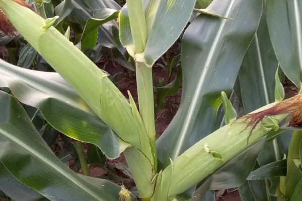FY726玉米品种简介，注意防治瘤黑粉病等病害