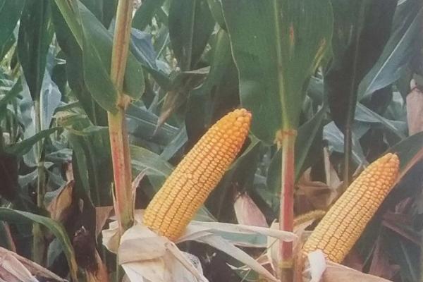 奥玉501玉米品种的特性，密度4000株/亩左右