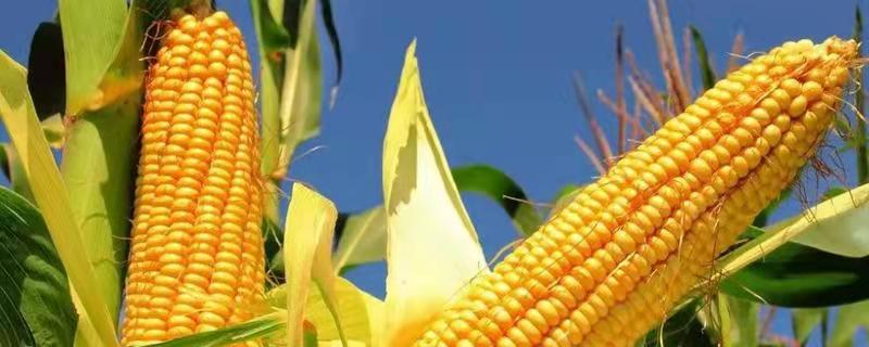 中科玉615玉米种子特点，中抗灰斑病