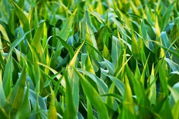 耀豫561玉米品种的特性，适宜播种期4月中旬至5月上旬