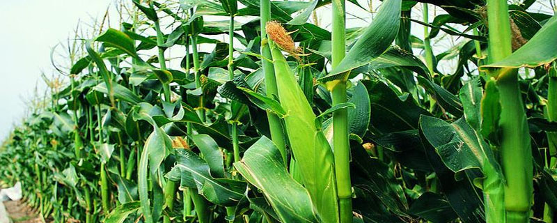 双惠90玉米种简介，注意防治病虫害