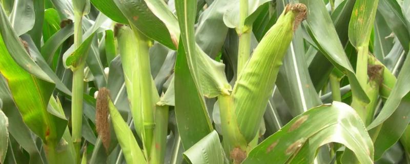 秦瑞319玉米种子特点，注意防治病虫害