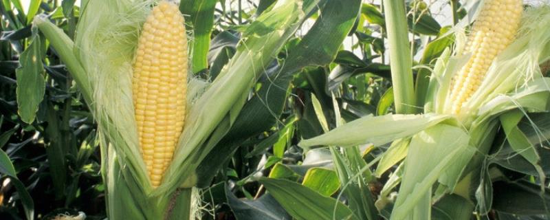 农科66玉米品种的特性，夏播6月5-30日播种