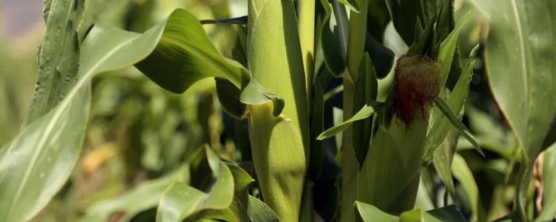 长城212玉米品种的特性，适宜播种期4月下旬至5月上旬