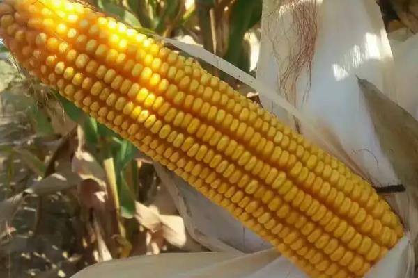 双萃270玉米种子简介，密度3000株/亩左右