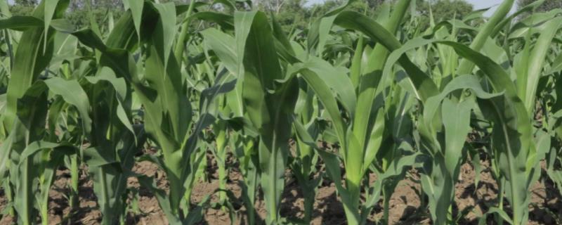 萃甜627玉米种简介，种植密度3000株/亩左右
