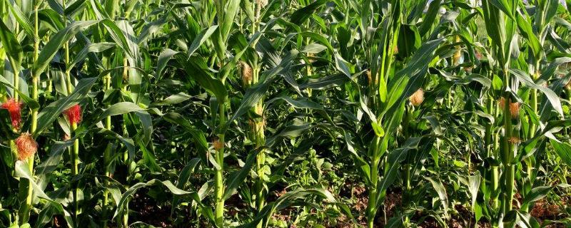 连青贮101玉米品种简介，注意防治瘤黑粉病