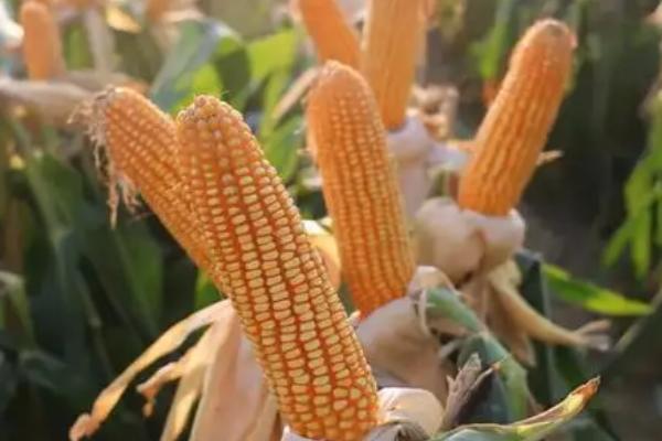 京科610玉米种子特征特性，适宜播种期6月中下旬