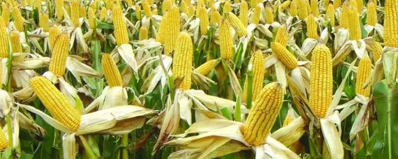 博麟68玉米品种的特性，适宜播种期5月中旬至6月下旬