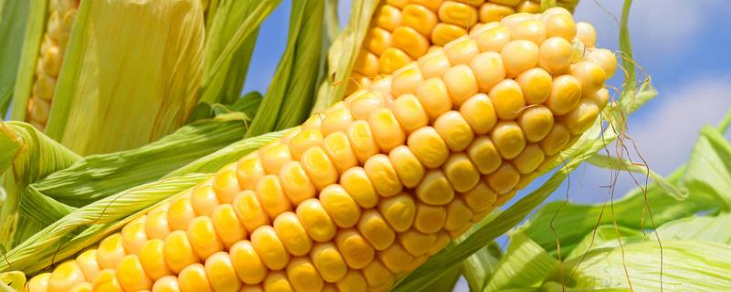 G88玉米种简介，适宜播种期4月下旬至5月上旬