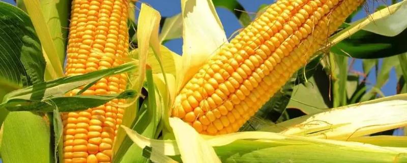 葫新826玉米种子特点，密度4500株/亩左右