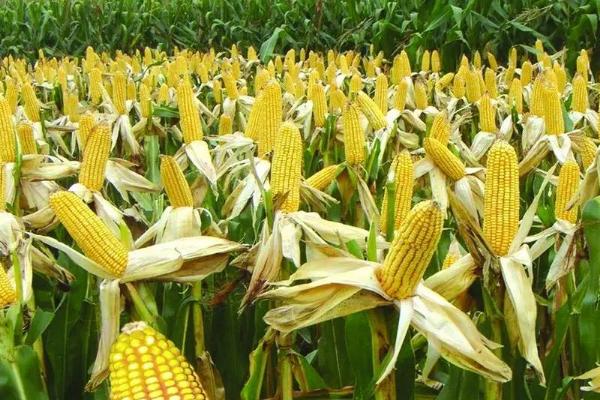 鲲玉16玉米种子介绍，密度3000－3500株/亩