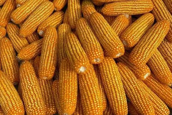 好玉6号玉米种子介绍，适宜播种期3月底至5月底