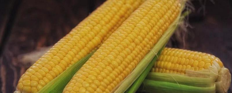 儒研818玉米品种简介，密度5000株/亩左右