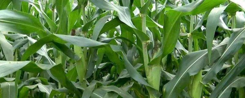北育998玉米种子特点，适宜播种期4月下旬至5月上旬