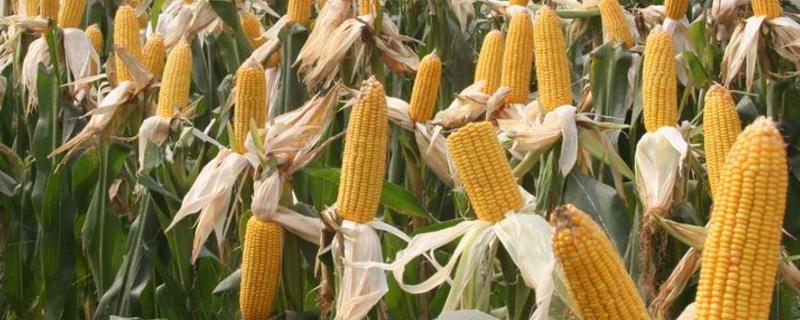 D1806玉米种子介绍，适宜播种期5月上旬