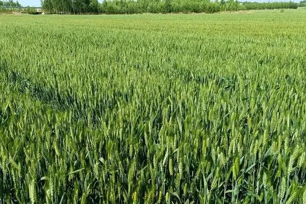 同舟16小麦品种的特性，适宜播种期10月5日―15日