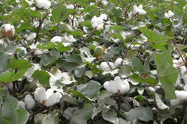 金垦1760棉花种简介，综合防治的原则进行