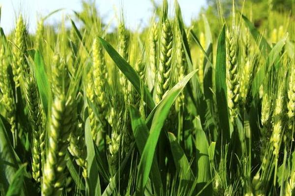 同舟16小麦品种的特性，适宜播种期10月5日―15日