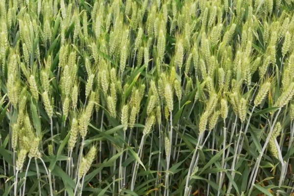 同舟16小麦品种的特性，适宜播种期10月5日―15日