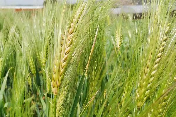 冀麦665小麦种子特点，适宜播种期10月1日―20日
