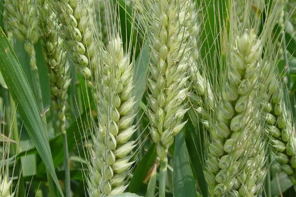 冀麦665小麦种子特点，适宜播种期10月1日―20日