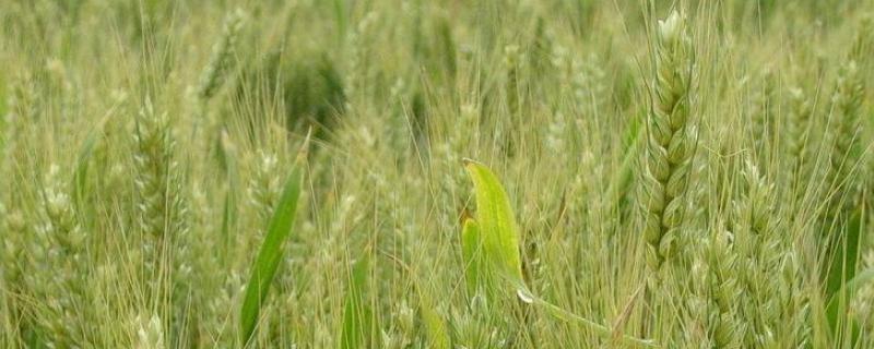 徐麦163小麦种子特点，全生育期224.2天