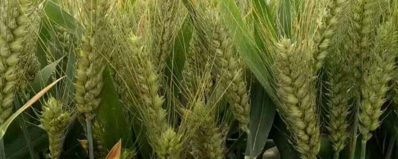 鼎研189小麦种简介，适宜播种期10月上中旬