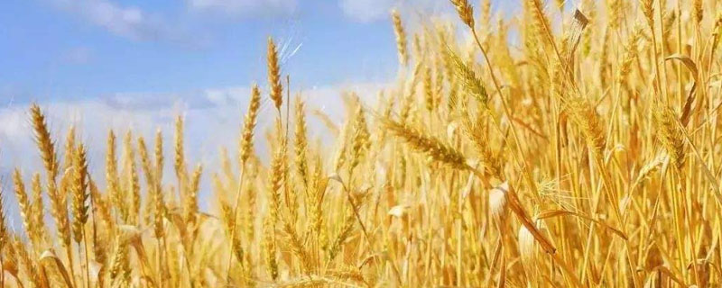 徐麦41小麦种子特点，适宜播种期10月上中旬
