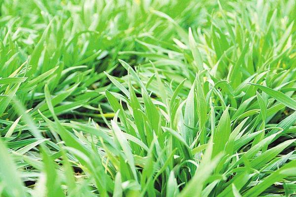 西农172小麦种简介，适宜播种期10月中上旬