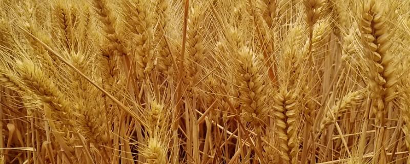 顺麦10号小麦种简介，中抗叶锈病