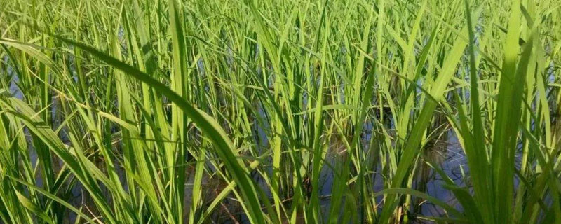 玮两优馥香占水稻种简介，一般4月中旬5月下旬播种