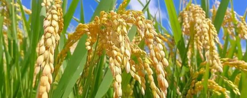 茉两优636水稻种子特征特性，秧田播种量每亩15.0千克