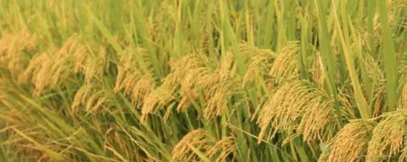 荆糯两优418水稻种简介，一般4月下旬至5月上旬播种