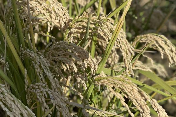 荆糯两优418水稻种简介，一般4月下旬至5月上旬播种