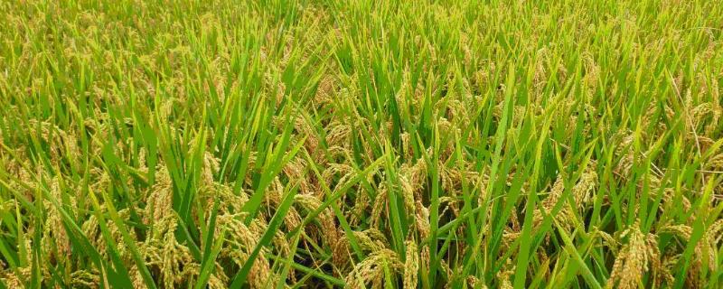 上农粳927水稻种简介，一般5月上旬至5月中旬播种
