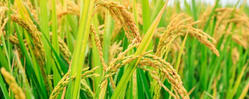 苏乐239水稻种子特征特性，秧田播种量每亩30.0千克