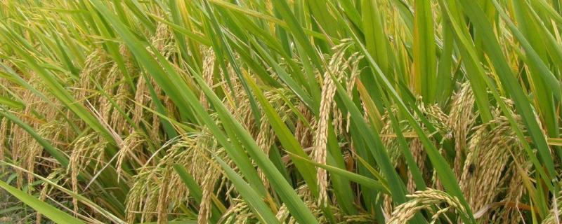 又香优油丝占水稻种子特征特性，每亩插足基本苗7万以上
