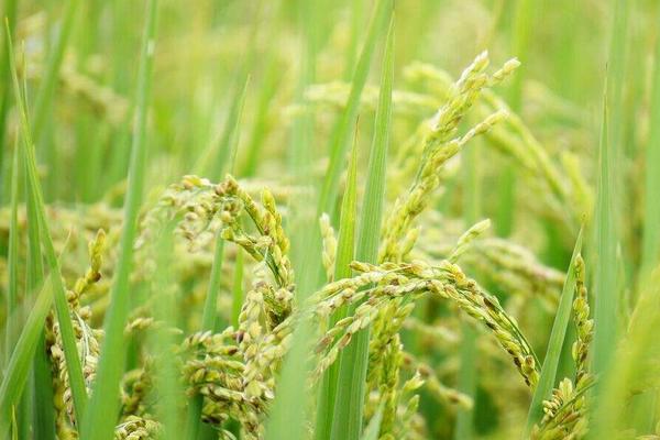 95优1号水稻品种简介，一般4月下旬至5月中旬播种