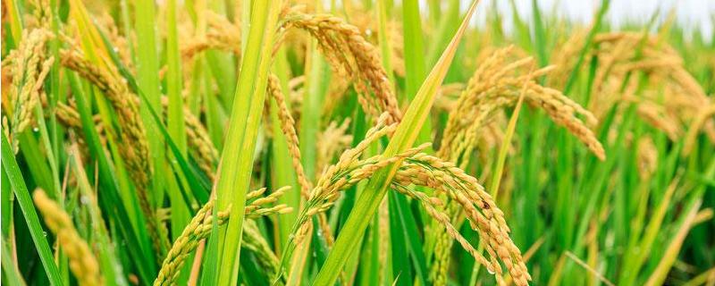 95优1号水稻品种简介，一般4月下旬至5月中旬播种