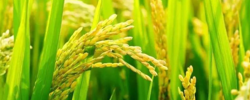 奇两优龙丝苗水稻品种的特性，每亩插足基本苗7万以上
