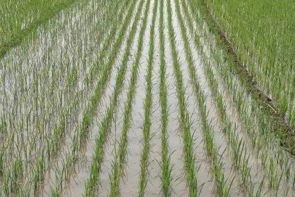 奇两优龙丝苗水稻品种的特性，每亩插足基本苗7万以上