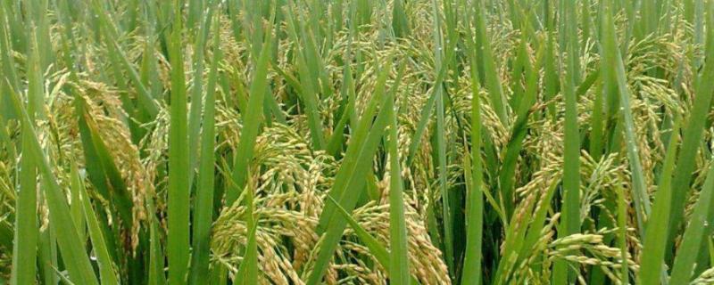 果两优桂花丝苗水稻种子介绍，秧田播种量每亩8.0千克