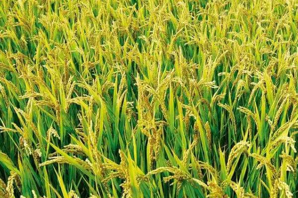 汇晶占水稻种子介绍，一般4月中旬至5月下旬播种