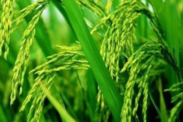呈两优4312水稻品种的特性，秧田播种量每亩10.0千克