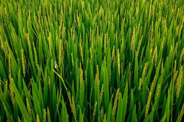 呈两优4312水稻品种的特性，秧田播种量每亩10.0千克